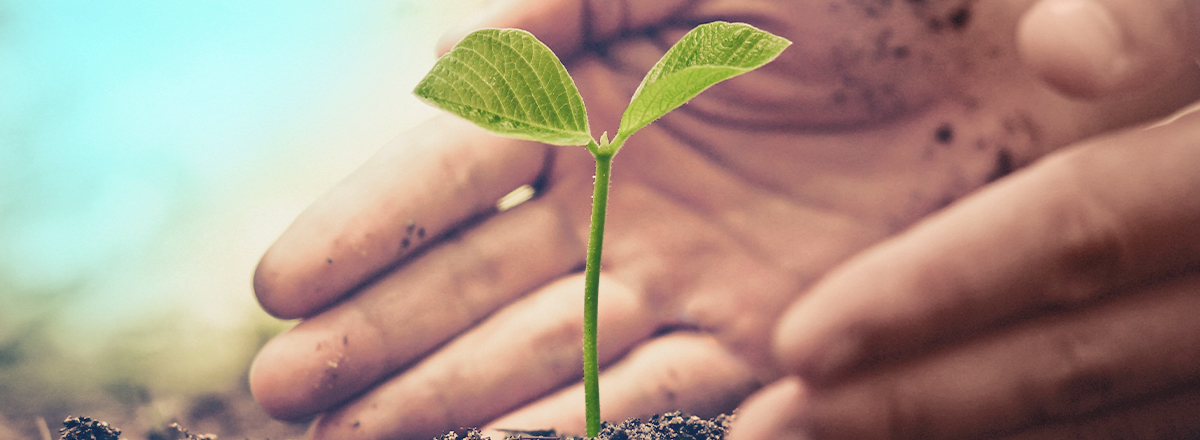 Zwei Hände schützen eine heranwachsende Pflanze